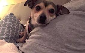 Does My Dog Know I M Pregnant Dogs I M Pregnant Pregnant