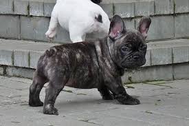 Brindle Black And Brown French Bulldog Brindle French Bulldog Puppy Brindle French Bulldog Bulldog Puppies Bulldog