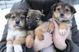 Upstate ny german shepherdsupstate ny german shepherdsupstate ny german shepherds. German Shepherd Puppies For Sale Hamilton Street Albany Ny 215825