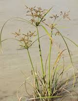 Image result for Cyperus exaltatus