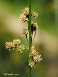 Image result for Juncus punctorius