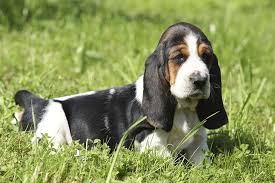 All the pups in this litter are reserved and it is early in the process, if you would like to be on a list if the new posted breed: Basset Hound Puppies For Sale Akc Puppyfinder