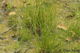 Image result for Eleocharis geniculata