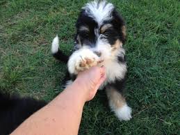 The bernese mountain dog is friendly, vigilant, and very loyal to its family. Bernedoodle Bernie Doodle Bernese Mountain Dog And Poodle Mix Spockthedog Com
