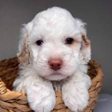 25 cute Aussiedoodle puppies for sale in Terre Haute, Indiana