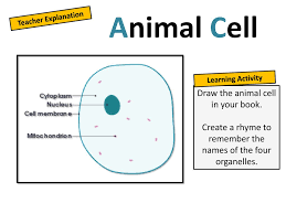 We did not find results for: What S Inside A Cell Developing Identify The Parts Of Animal And Plant Cells Secure Describe The Function Of 5 Organelles Exceeding Explain The Ppt Download