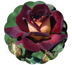 These are the search results for flowers. Stargazer Perennials Dark Night Rose Plant Potted Non Stop Blooms Velvet Red Black Flowers Cream Reverse Own Root Easy To Grow Buy Online In Antigua And Barbuda At Antigua Desertcart Com Productid