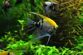 Indonesia merupakan salah satu negara dengan biodiversitas tertinggi di dunia. Pakan Yang Cocok Diberikan Untuk Ikan Manfish Angelfish Gerava Com