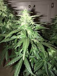 The first lowryder seeds became widely available around 2003. Vision Seeds Lowryder Auto Grow Journal Harvest11 By Growdiaries