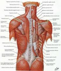 Facebook twitter whatsapp pin it. Stretching And Flexibility Tips For Dancers And Others Lower Back Muscles Muscle Diagram Muscle Anatomy