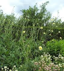 Image result for Cephalaria pungens
