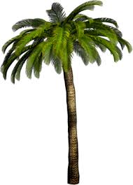 Archontophoenix cunninghamiana weeping willow tree, palm transparent background png clipart. Palm Tree Png Palm Tree Transparent Background Freeiconspng