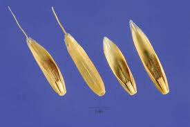 Image result for Lolium multiflorum