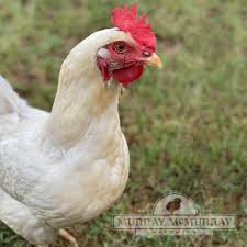 Drain the chicken breasts, discarding the brine, and pat them dry with kitchen paper. Murray Mcmurray Hatchery Chicks Available