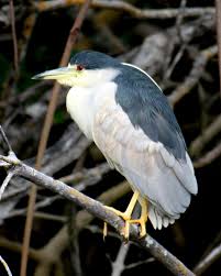 Birds That Sing At Night In Florida Black Crowned Night Heron Charlie Banks Photography Florida Sanibel Birds Heron Heron Shorebirds Photo
