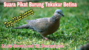 Lirik lagu tekukur kelantan mp3 terpopuler full album terlengkap. Derkuku Kelantan Betina Tidar 195 Sold Out Bpk Solikhun Jakarta By Dian Bird Farm Solo