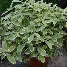Image result for Pittosporum eugenioides