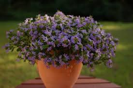 Image result for Scaevola