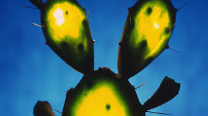 The slimy ooze inside prickly pear cactuses that helps the plants store water in the desert can also be used for scouring arsenic, bacteria and cloudiness out of rural drinking water, according. Cactus Guts Could Rid Water Of Toxins