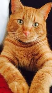 Black And Red Cat Cat Poem A Venting Vet Orange Tabby Cats Tabby Cat Cute Cats