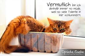 Müde Sprüche Katze Sprüche Suche