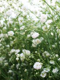 This Is Baby S Breath It Has Many Beautiful Tiny White Rose Like Flowers Light Sun Type Perennial Height Under 6 In Rose Like Flowers Plants Babys Breath