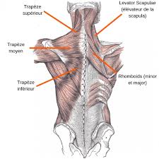 Questions précises et discussions sur l'entraînement de musculation. Les Meilleurs Etirements Du Trapeze Stretching Pro