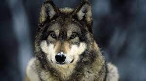 Download hd wolf photos for free on unsplash. Wolf Face Background Full Hd Wallpaper Download 2021 Background Hd Cbeditz Com