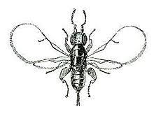 Ficin is so effective at breaking down, or digesting, animal proteins that natives of central america eat fig sap to treat intestinal worm infections. Fig Wasp Wikipedia