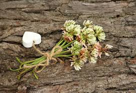 Red clover (closeup) red clover trifolium pratense pea family notes. Bouquet Green Flowers A Small Bunch Clover Wildflowers Plants Spring Plant Flower Pxfuel