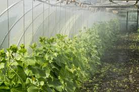 What makes them perfect for greenhouse horticulture is the fact that such vegetation requires no pollination at all. How To Grow Vegetables In A Greenhouse Year Round Krostrade