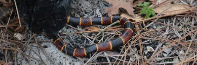 how to identify venomous snakes in florida florida hikes