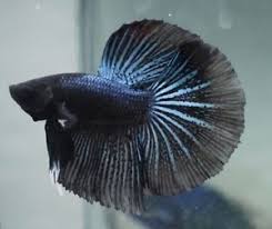 Live Tropical Fish Black Orchid Halfmoon Betta A39 Halfmoon Betta Tropical Fish Betta