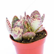 Image result for Kalanchoe marmorata