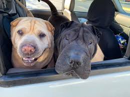 Free dog lovers event