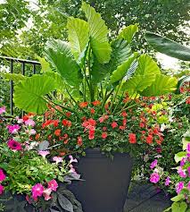 Container Garden Design Basics Container Garden Design Container Gardening Flowers Plants