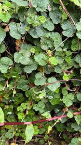Image result for Rubus repens