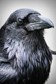 The Four Directions Crows Ravens Black Bird Raven Bird