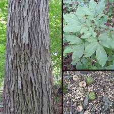 نتیجه جستجوی لغت [hickory] در گوگل