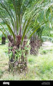 Image result for Elaeis guineensis