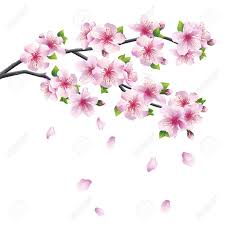 Télécharger 647 art asie asiatique fleur chinois dessin fleurs illustration japonaise nature peinture rouges sakura vecteur illustrations. Resultat De Recherche D Images Pour Fleurs Cerisier Dessin Dessin Fleur Fleur De Cerisier Dessin Fleur De Cerisier
