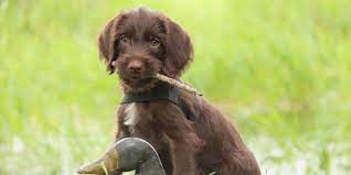 The mixes developed by crossing the pointer with different breeds like the poodle, beagle, golden retriever, labrador retriever, and border collie would result in unique dogs. Pudelpointer Puppy Picture Hunting Dogs Breeds Dog Breeds Hunting Dogs