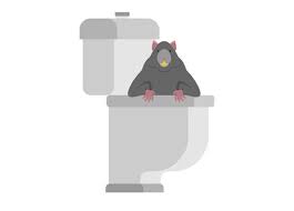 Warum ultraschall gegen ratten hilft: Ratte Im Haus Konnen Ratten Durch Das Abflussrohr Kommen Socko