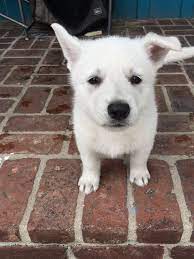 Check spelling or type a new query. Black German Shepherd Puppies For Sale Near Me Crazypurplemama
