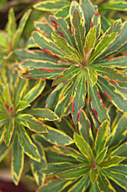 Image result for Euphorbia serratifolia