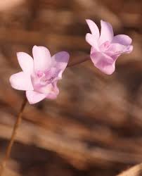 Image result for Polystachya dendrobiiflora