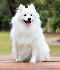 Sikantispets How To Keep White Dog Fur White Dog Fur Dogs White Dogs