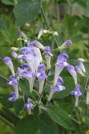 Image result for Scutellaria