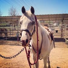 Lauren Winget (@lapetitewinget)