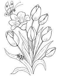 Kumpulan Sketsa Gambar Bunga Tulip Harian Nusantara